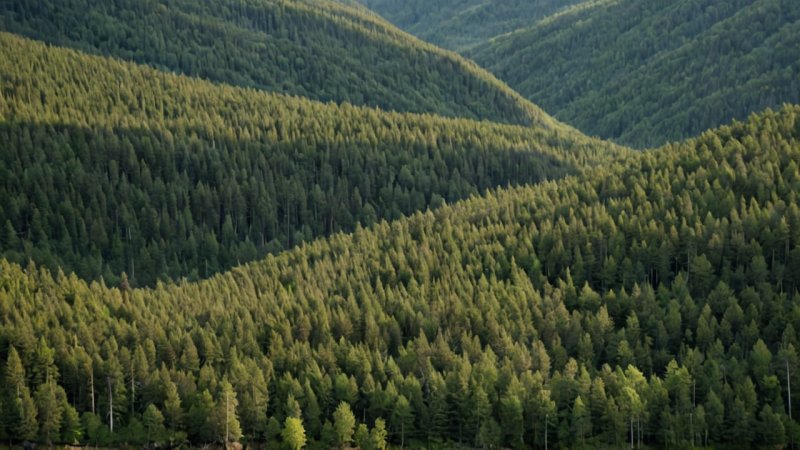 bærekraftige skogbrukpraksiser, Norge, miljøbevaring, samfunnspåvirkning, lokale virksomheter